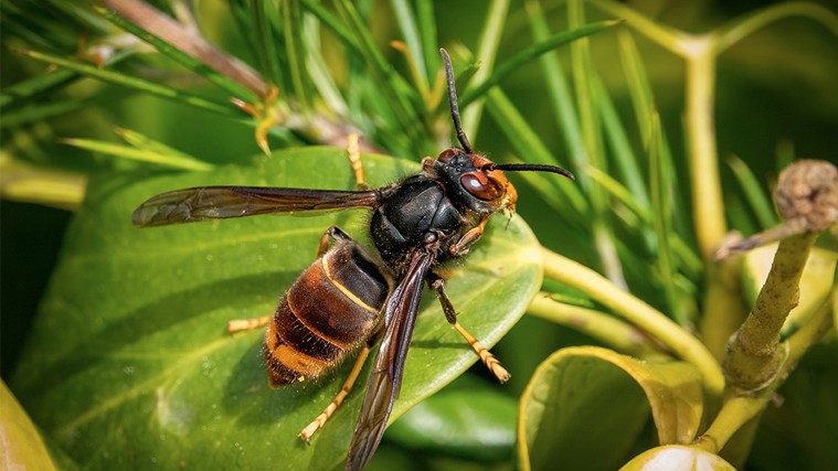 Atelier créer un piège à frelons asiatiques