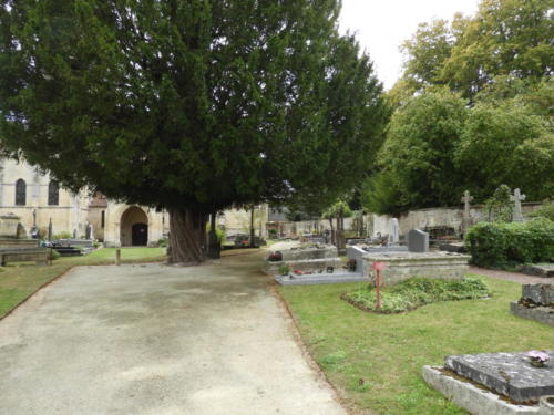 L'ifs du cimetière